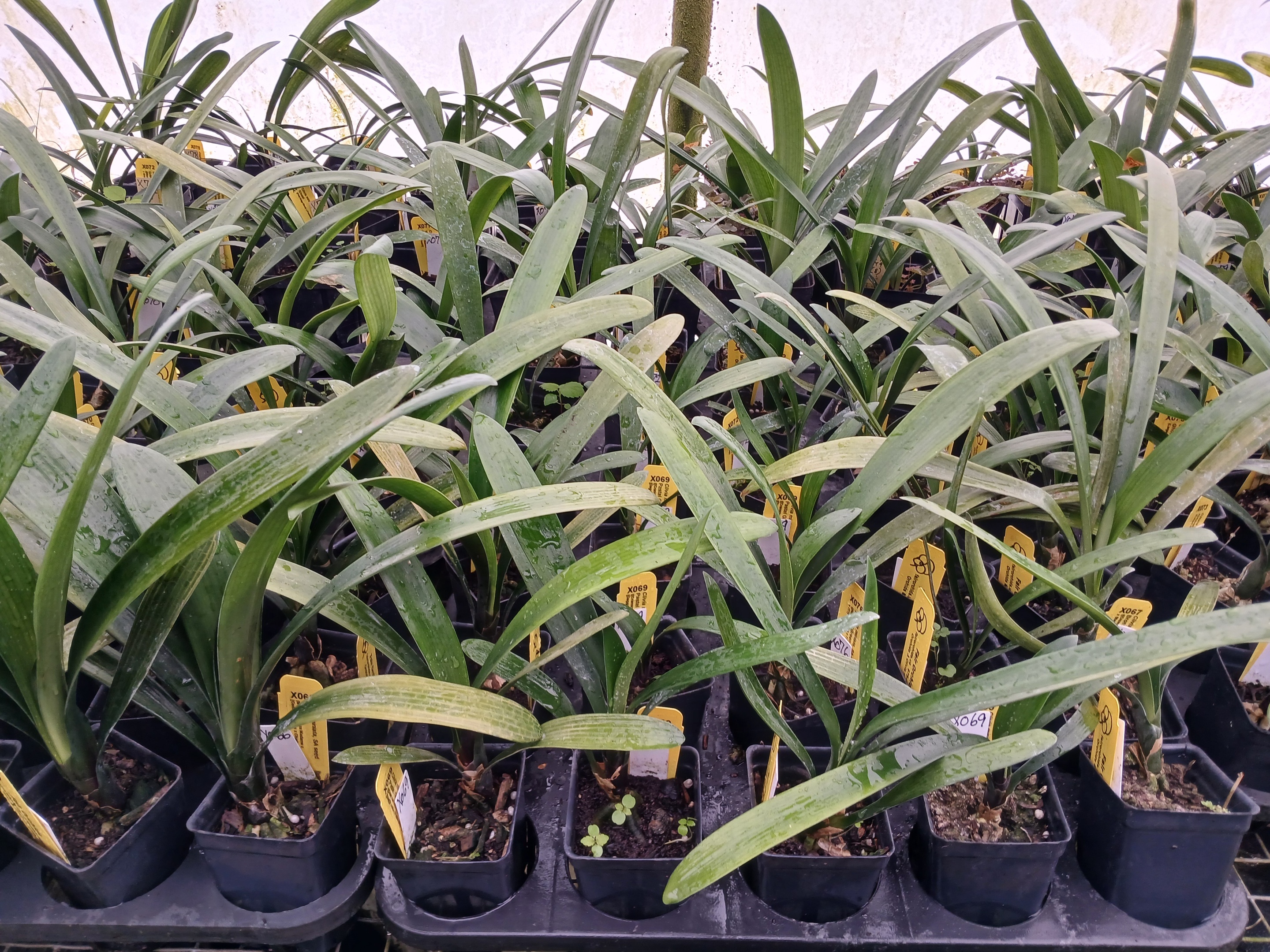 Clivia miniata 2-3 leaf seedlings