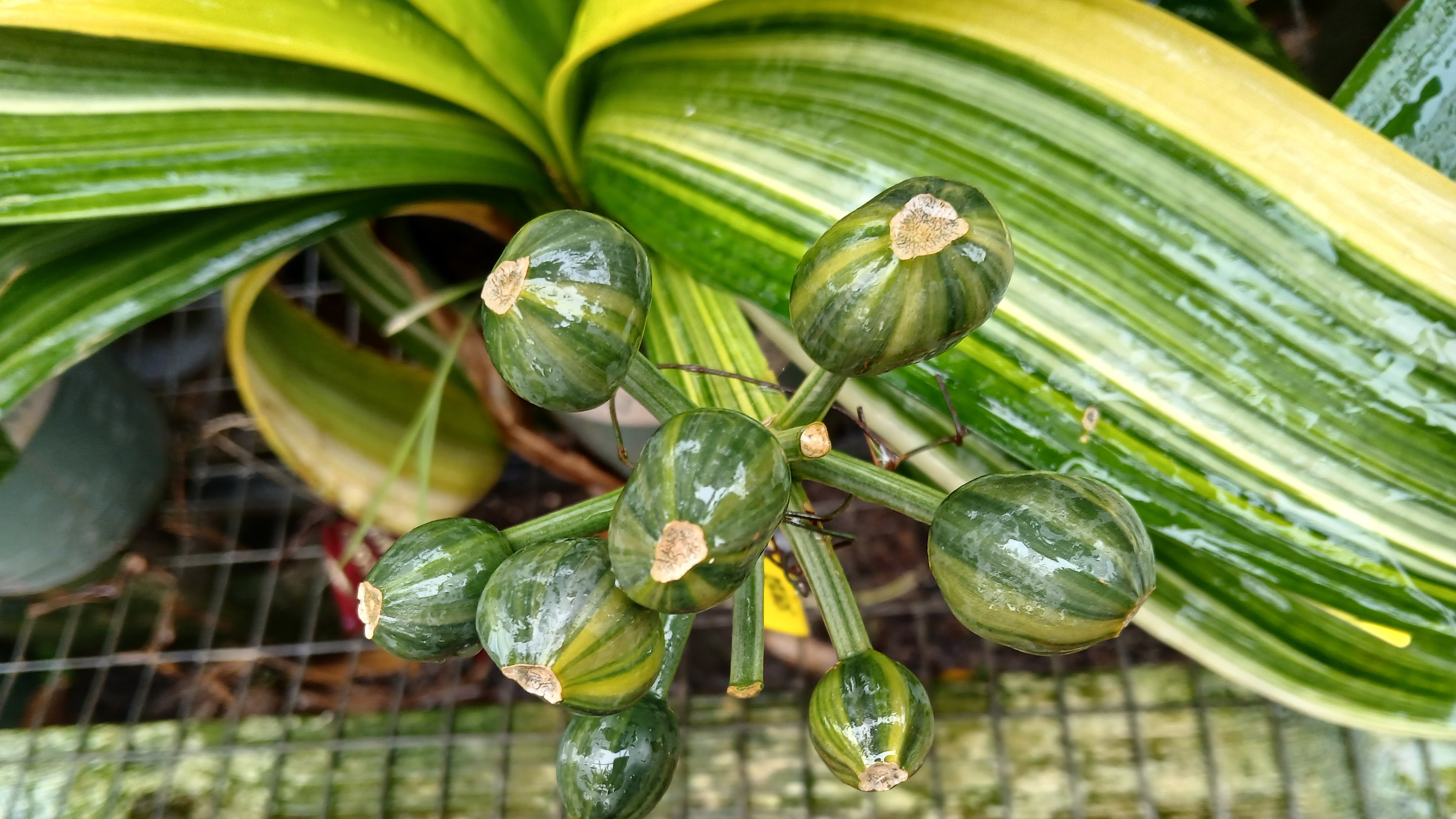 Variegated Clivia with seed