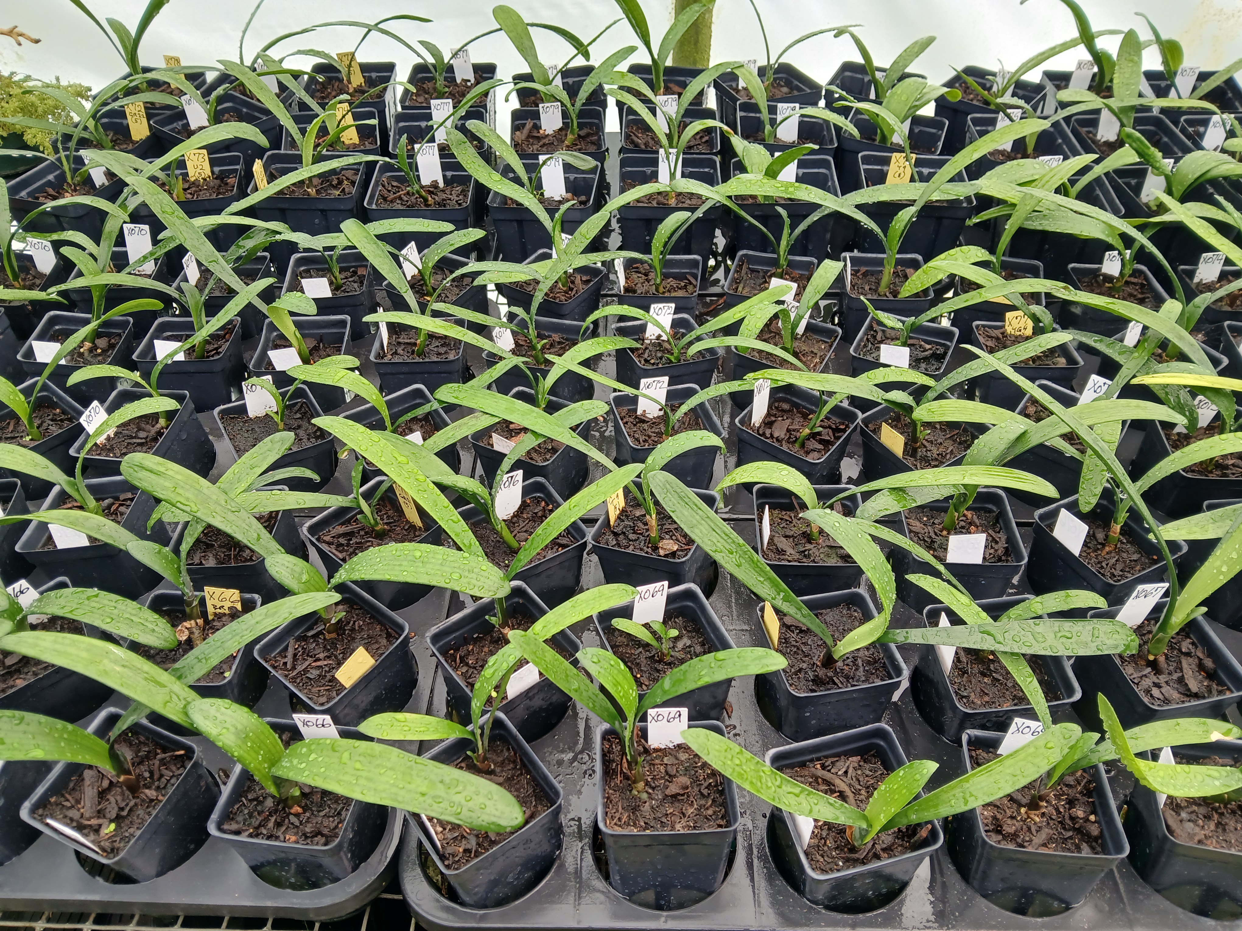 Clivia miniata 2-3 leaf seedlings